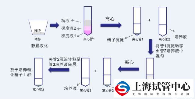 什么是洗精术？